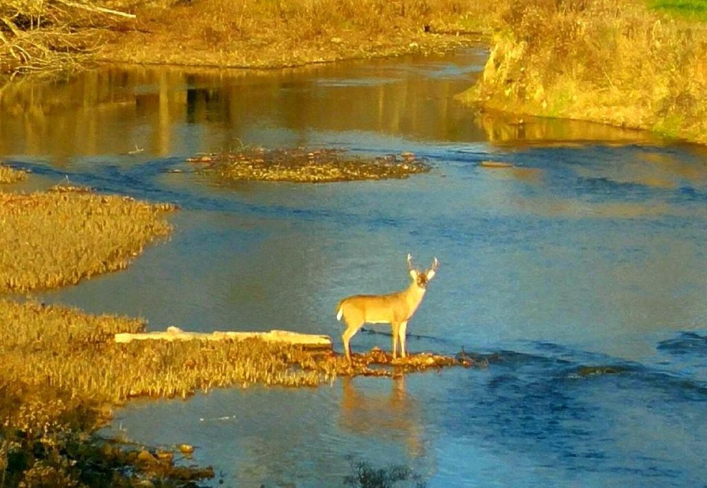 sweet cabin life wildlife